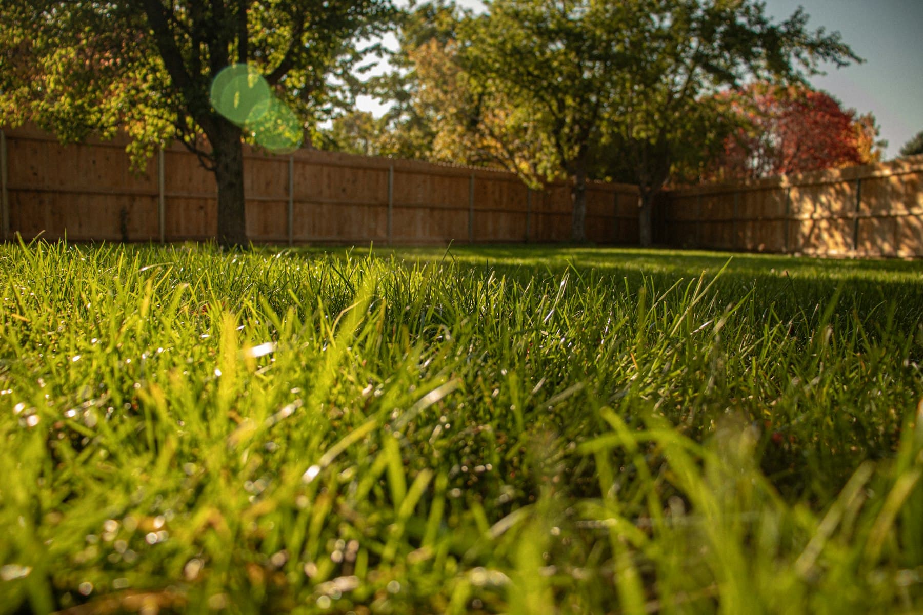 Backyard lawn at golden hour with a wooden privacy fence and shade trees catching the late sun