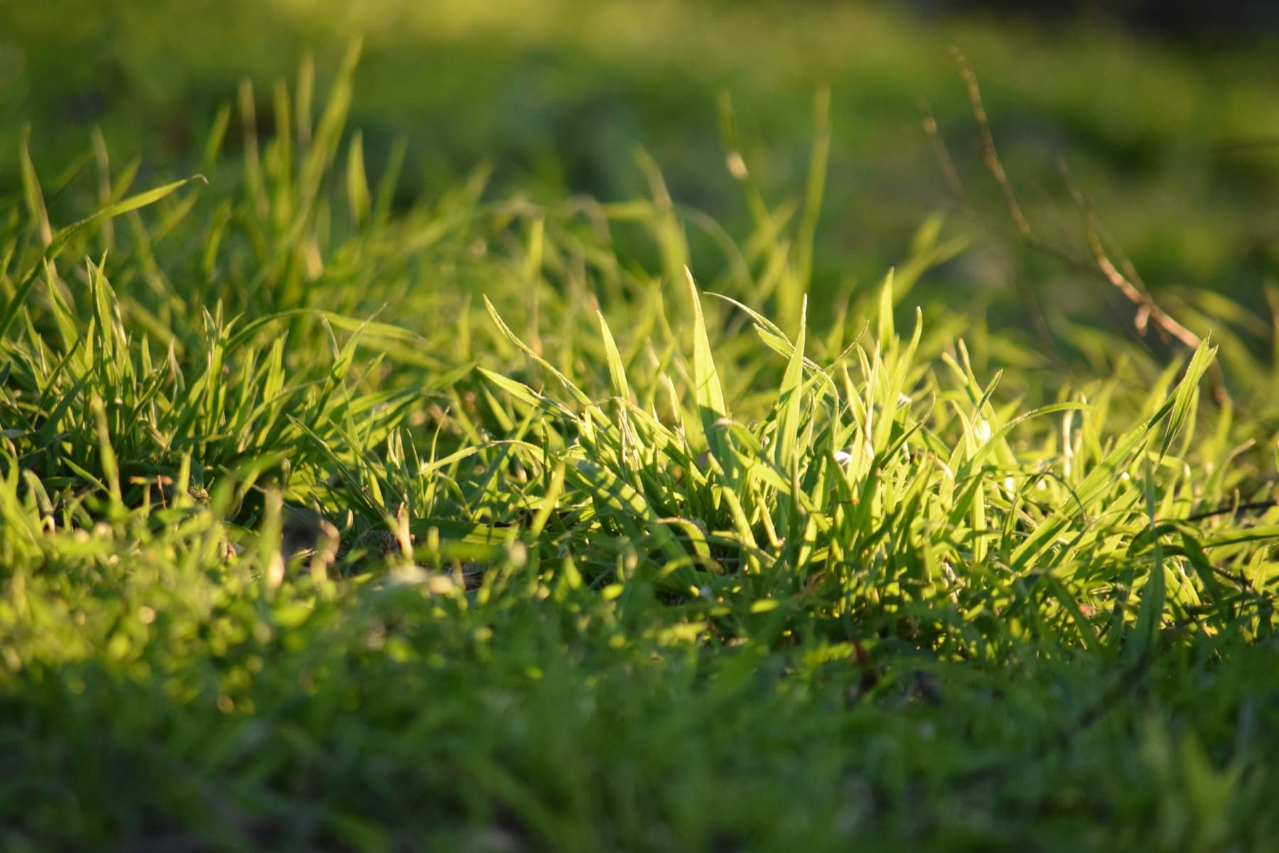 Close-up of grass blades backlit by warm golden-hour sunlight