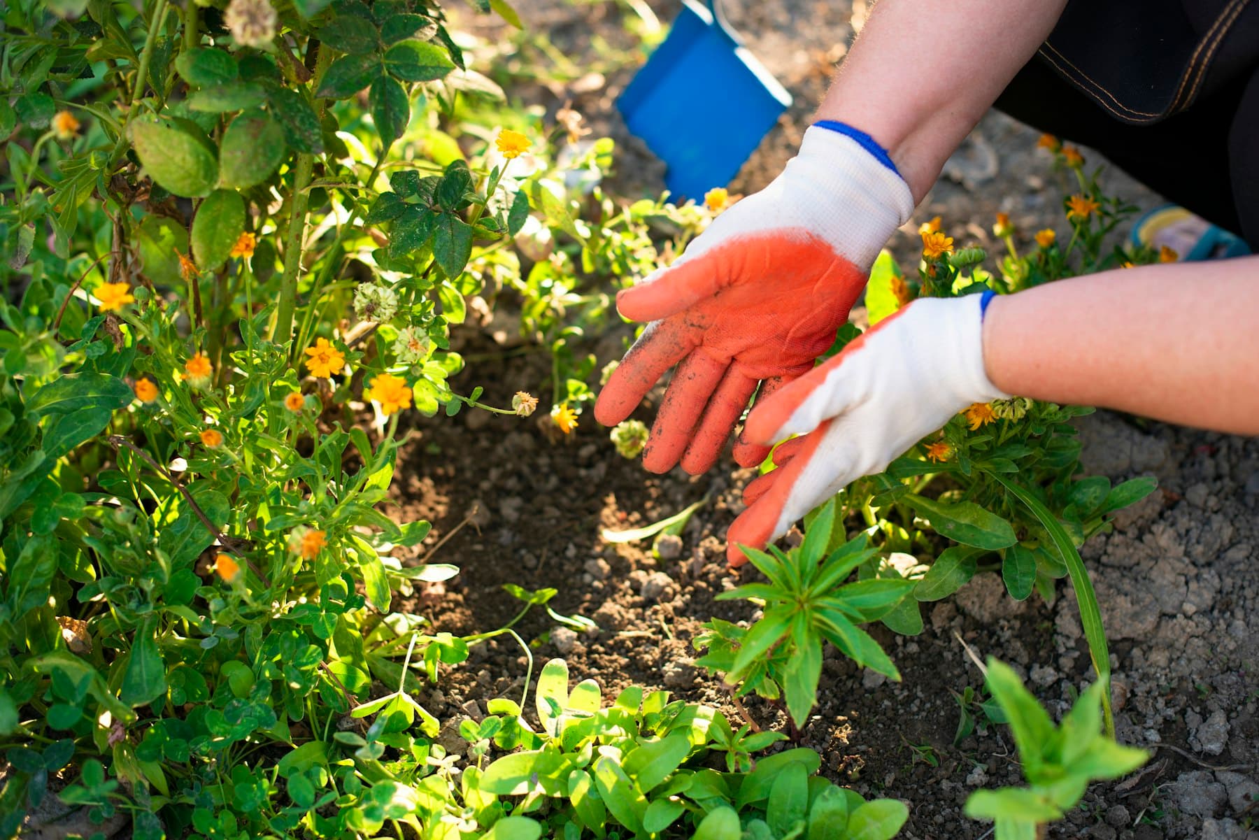 Gloved hands planting young flowers into a sunlit garden bed beside yellow blooms