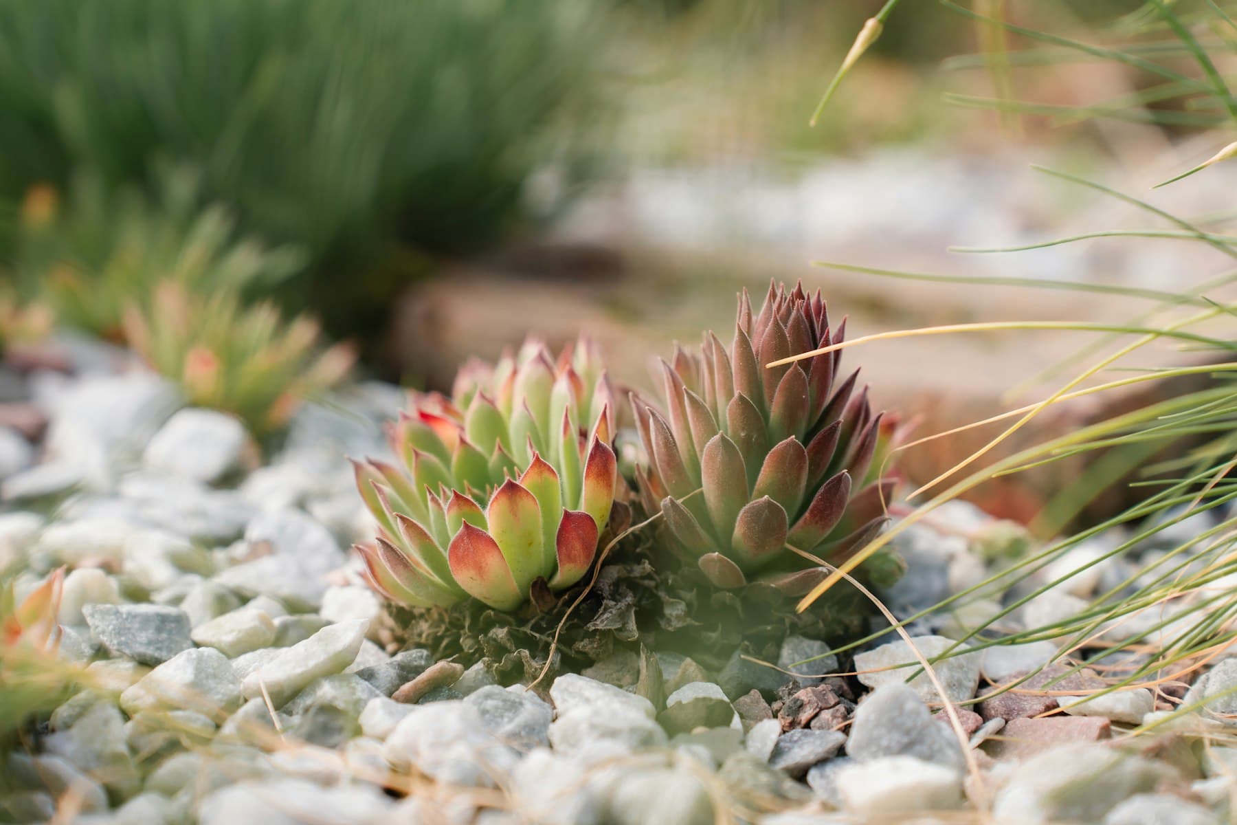 Xeriscape with ornamental grasses and boulder placement