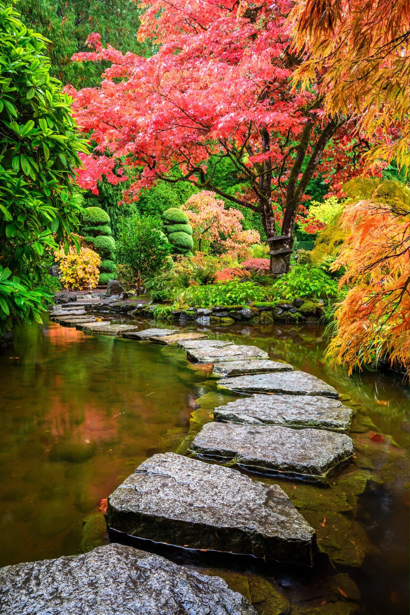 Stepping stones across a pond beneath a red Japanese maple