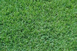 Sod — variety option sample 01