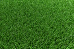 Sod — variety option sample 02