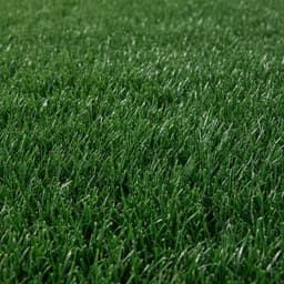 Sod — variety option sample 03