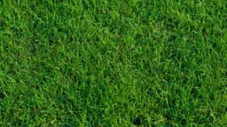 Sod — variety option sample 05