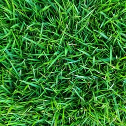 Sod — variety option sample 06