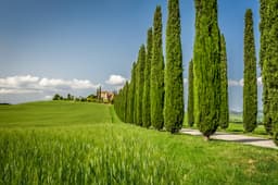Plants & Trees — italian cypress sample 01