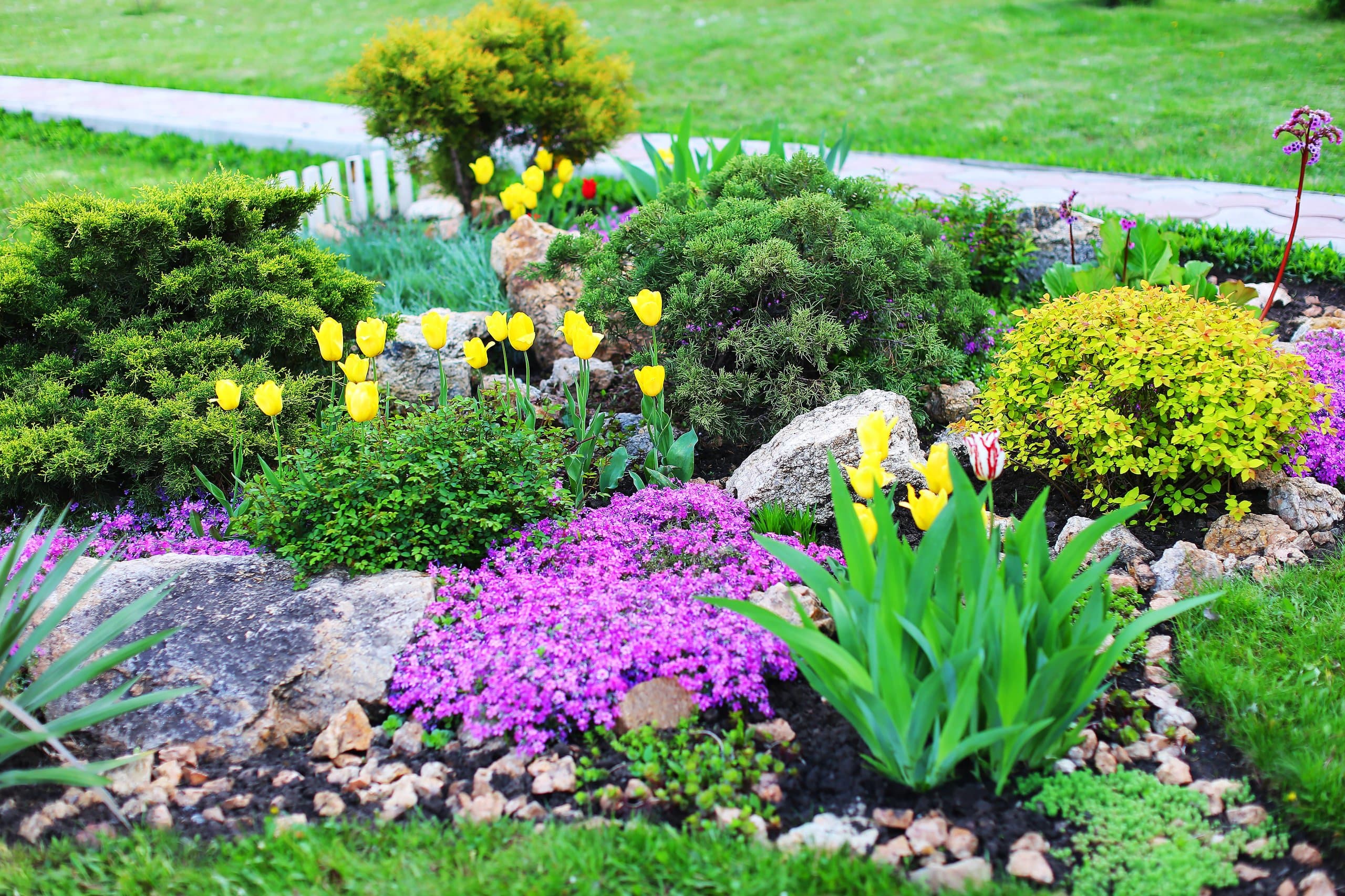 Rock garden in spring bloom with yellow tulips and purple creeping phlox