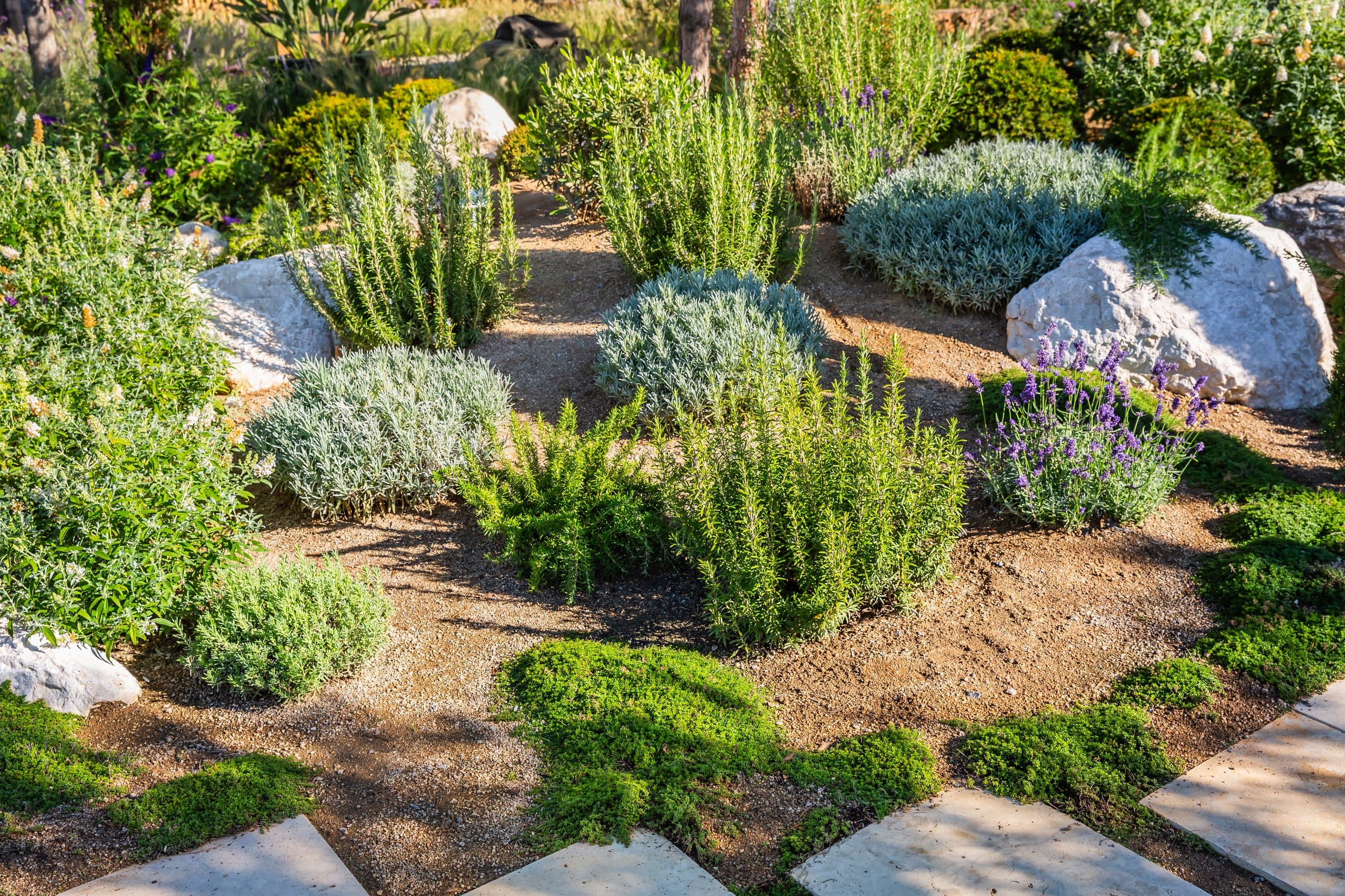 Xeriscape garden of rosemary, lavender, and boulders on decomposed granite