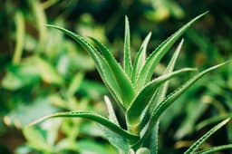 Plants & Trees — aloe sample 02