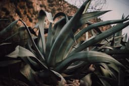 Plants & Trees — agave sample 03