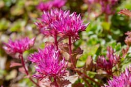 Plants & Trees — sedum sample 04