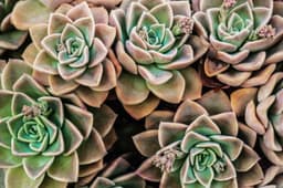 Plants & Trees — echeveria sample 05