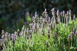 Plants & Trees — lavender sample 06