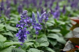 Plants & Trees — salvia sample 07