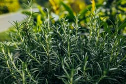 Plants & Trees — rosemary sample 08