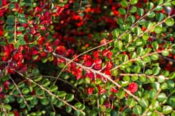 Plants & Trees — cotoneaster sample 09
