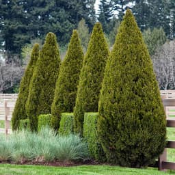 Plants & Trees — juniper sample 10