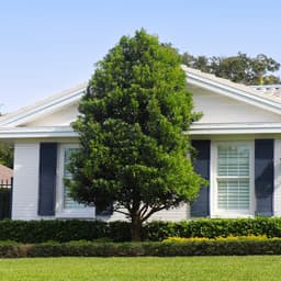 Plants & Trees — laurel sample 11