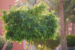 Plants & Trees — ficus sample 12